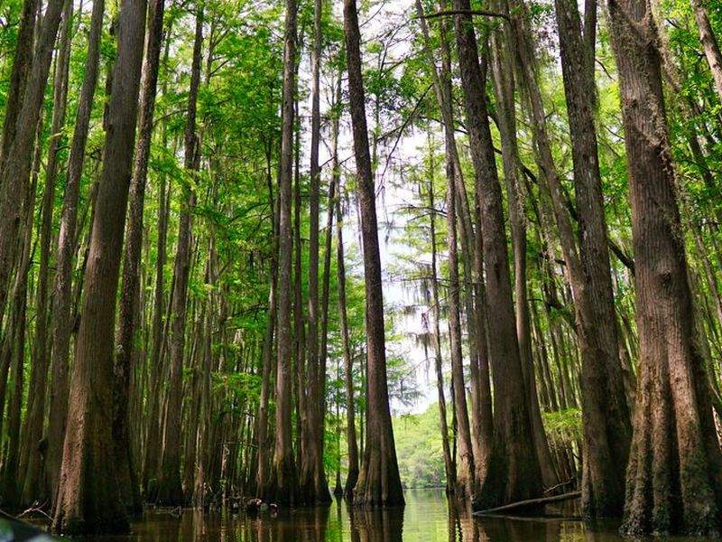 Bald cypress tree in a swamp