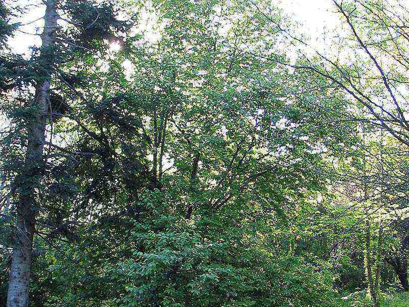 Black cherry tree