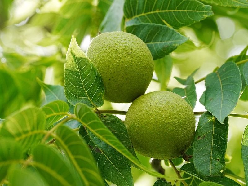 Black walnut tree