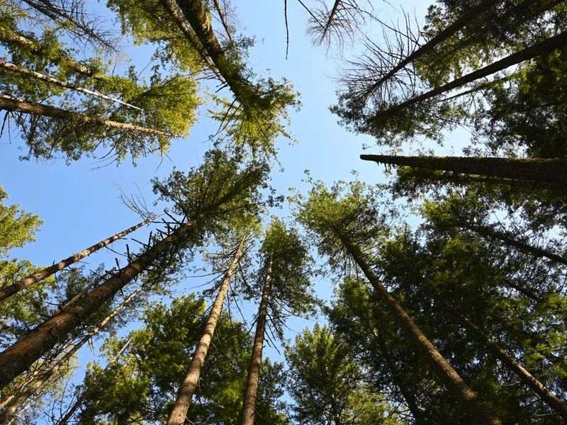 Douglas fir tree