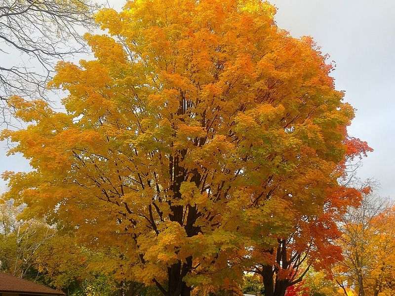 Sugar maple tree