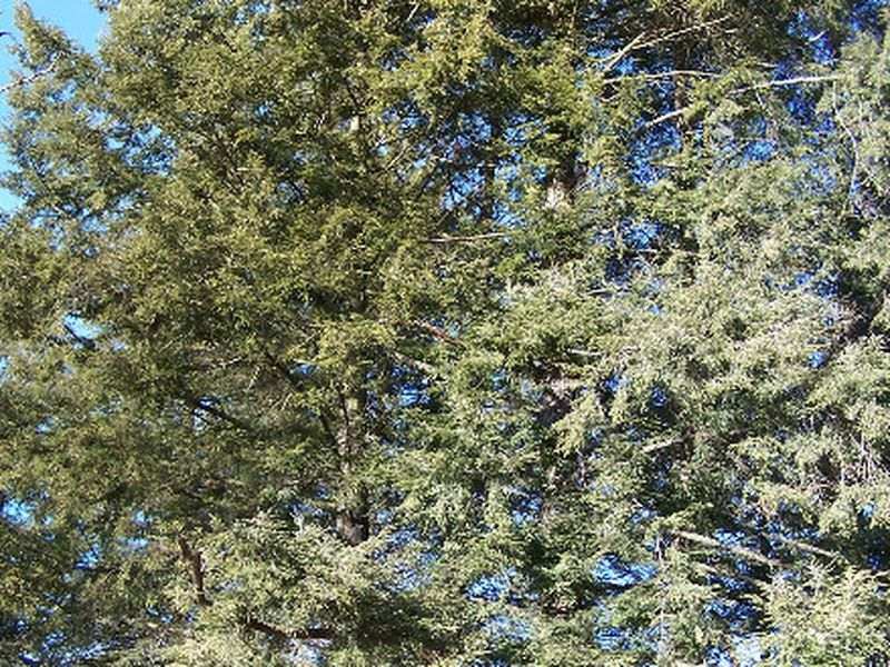 Eastern hemlock tree