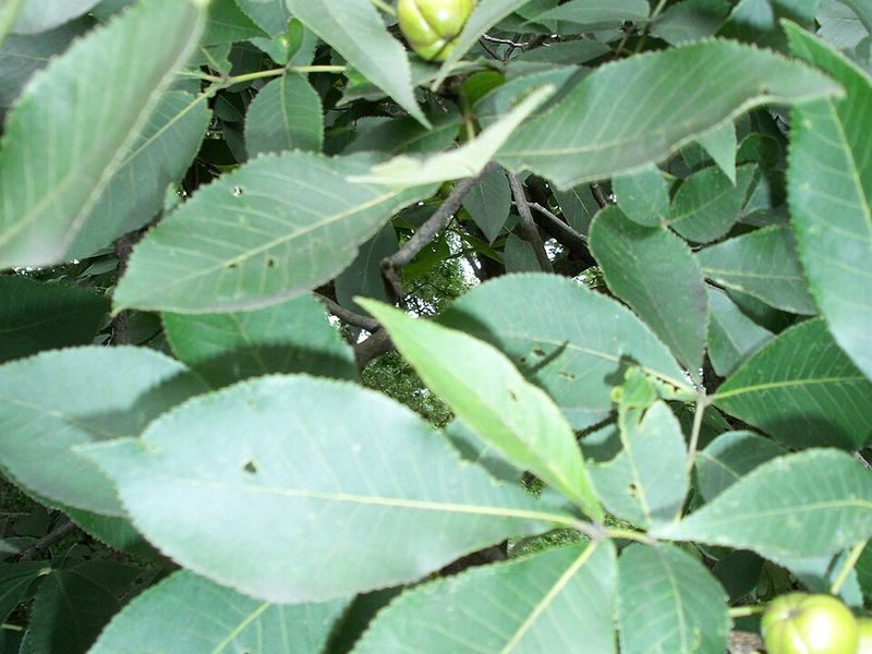 Hickory tree