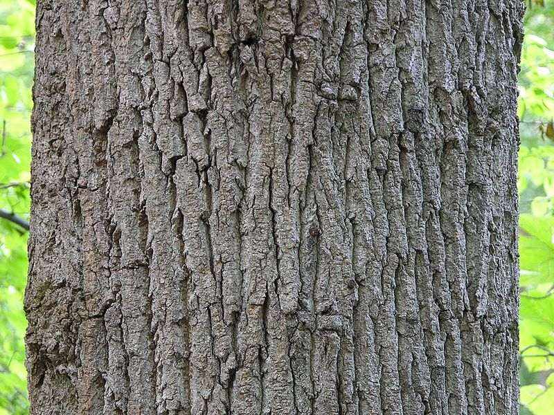 Tulip poplar tree