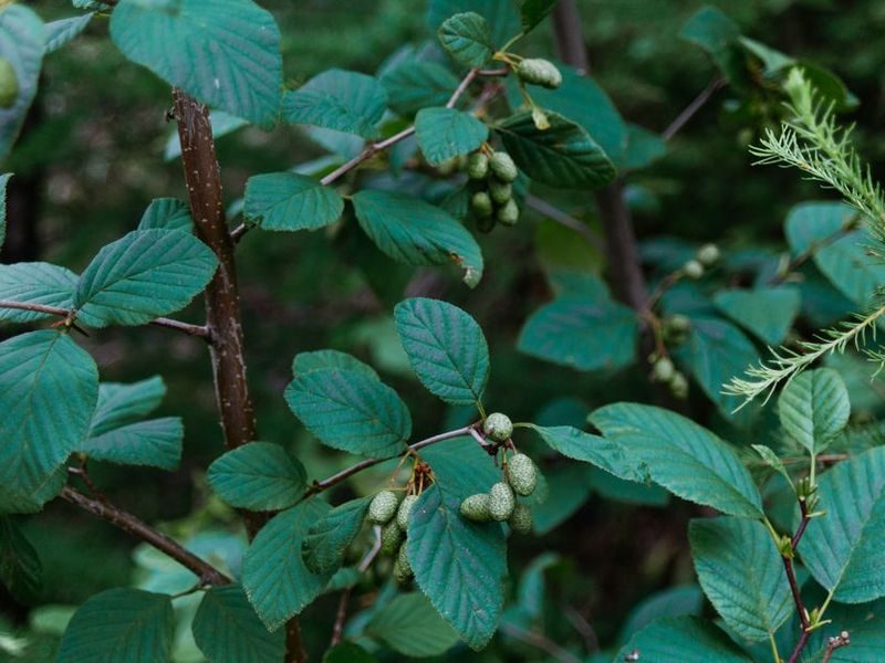 Red alder tree