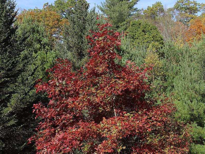 Red oak tree