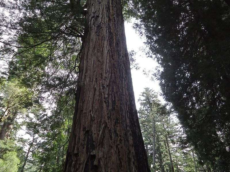 Coast redwood tree