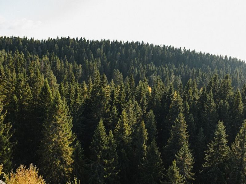 Spruce tree