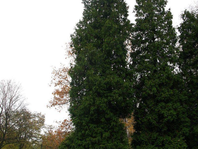 Western red cedar tree