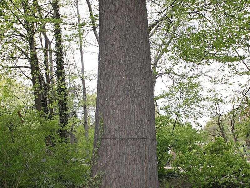 White ash tree