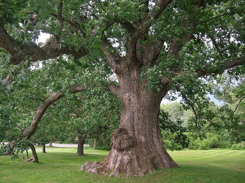 White oak tree