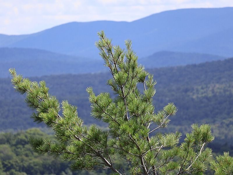 Eastern white pine tree