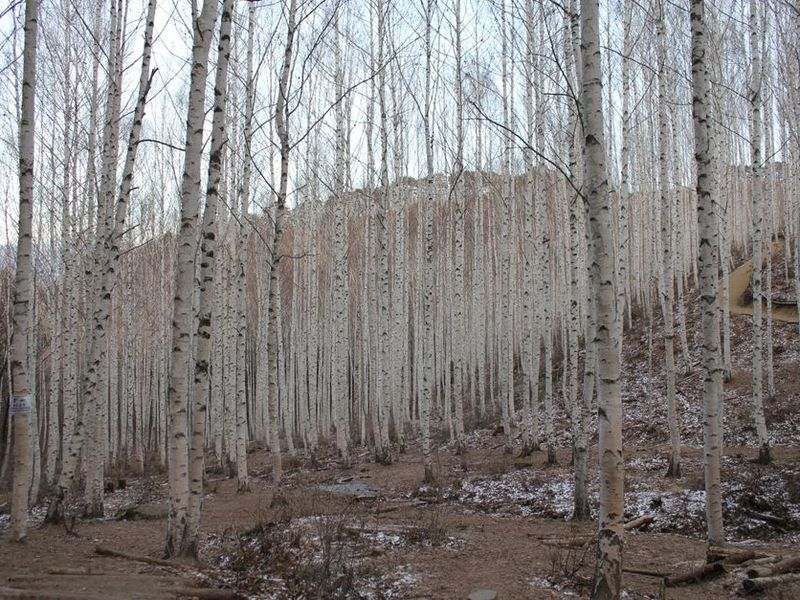 Yellow birch tree